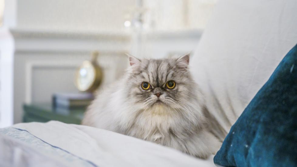 persian-cat-sitting-on-couch