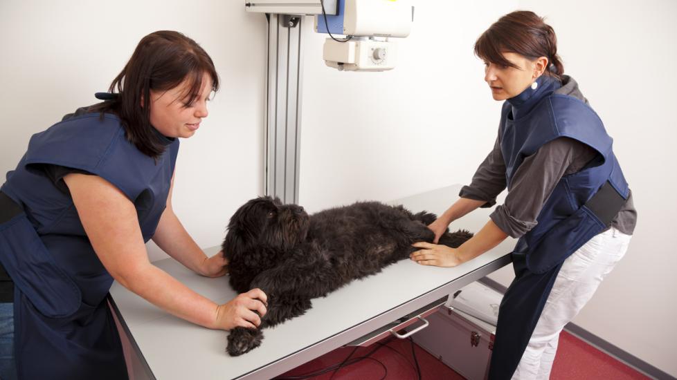 dog-preparing-for-xray-on-table