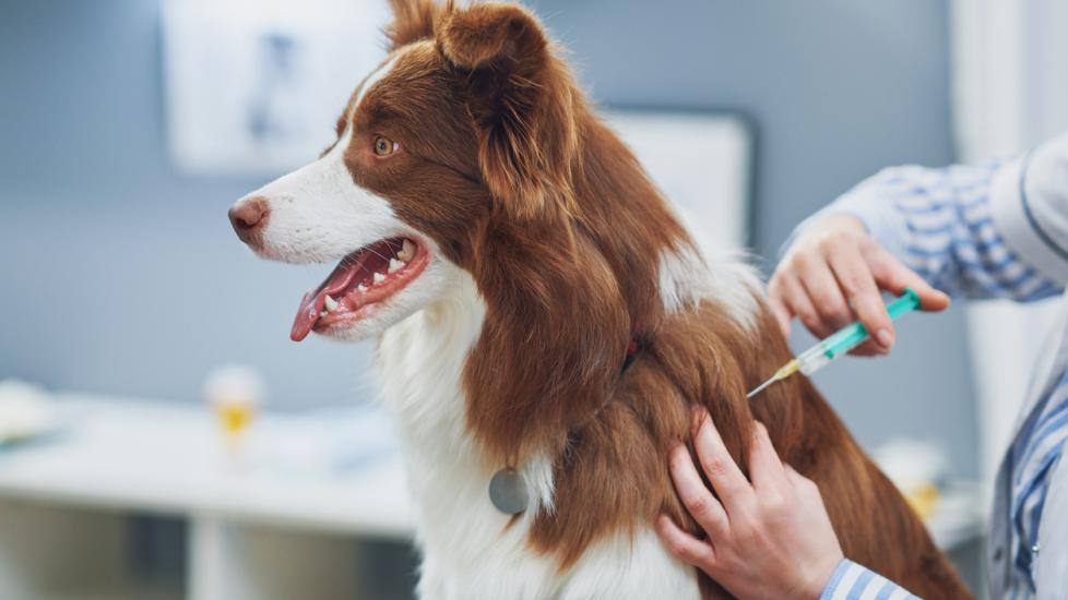 border-collie-sitting-on-vet-table-getting-vaccine