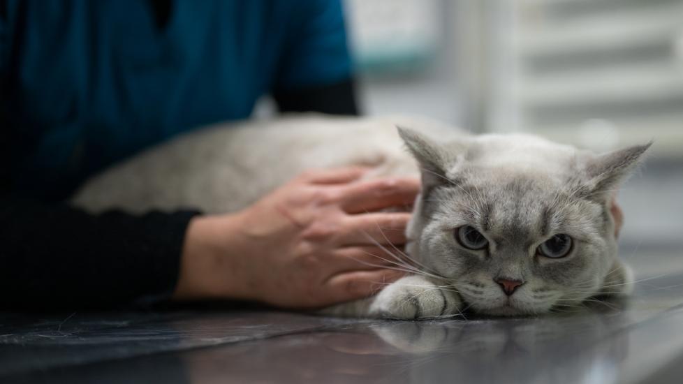 gray-fluffy-cat-lying-on-vet-table