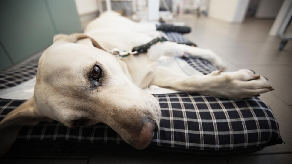 yellow-lab-lying-on-bed-in-vet-hospital
