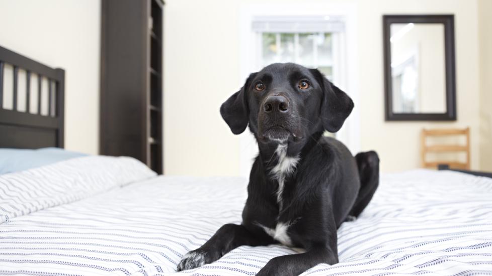 young-black-dog-lying-on-white-bed