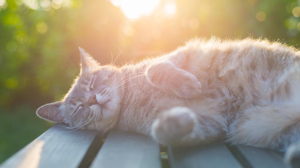 gray-fluffy-cat-lying-in-sun