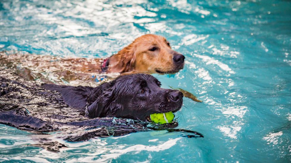 A black and yellow lab swimming in a pool with a tennis ball.