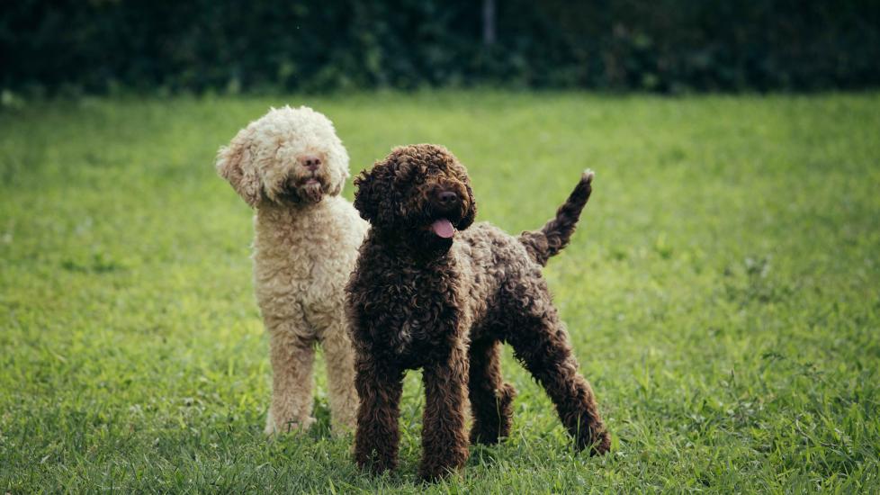 one cream and one brown lagotto romagnolo dogs standing in grass