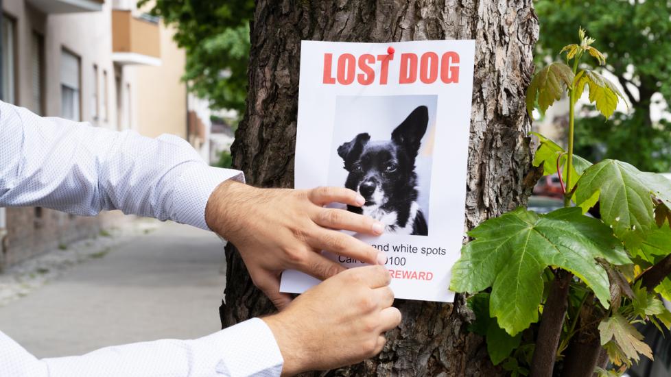 A person puts up a lost dog poster.