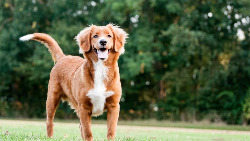 Golden retriever hot sale duck toller