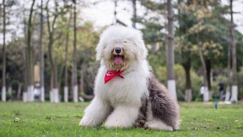 white and gray shaggy old english sheepdog sitting in grass and wearing a red bandana