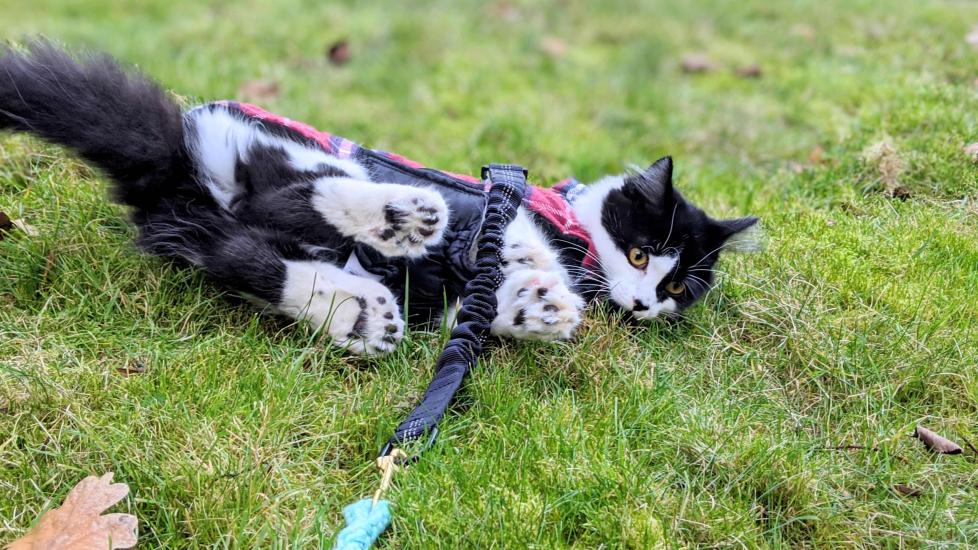 black and white cat with extra toes on a leash