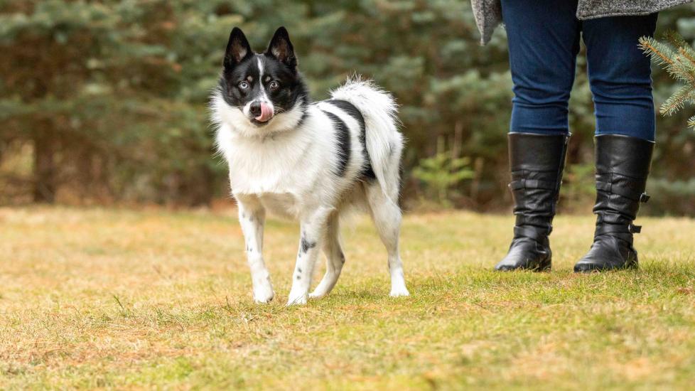 white and black pomsky dog standing in a field next to their pet parent and licking their lips