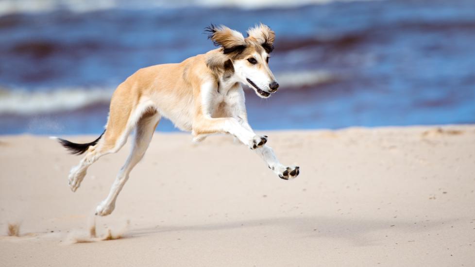 fawn-colored saluki dog sprinting on the beach