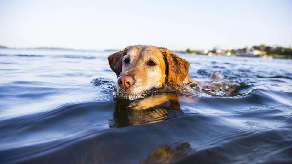 labrador retriever swimming through water