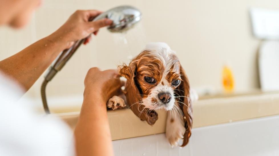 A dog is being bathed.