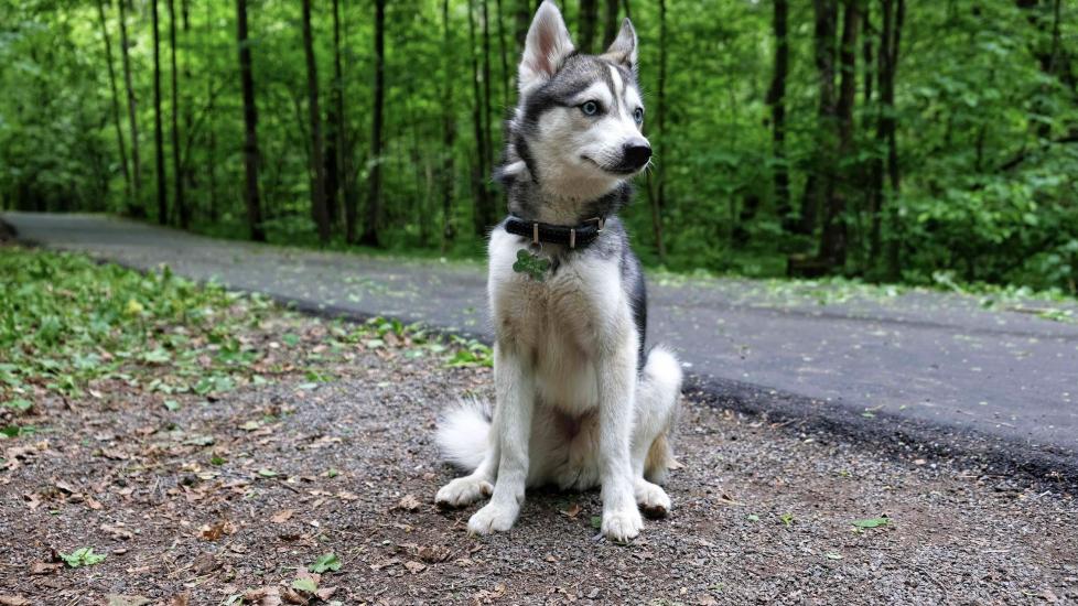 gray and white alaskan klee kai sitting outside by a road