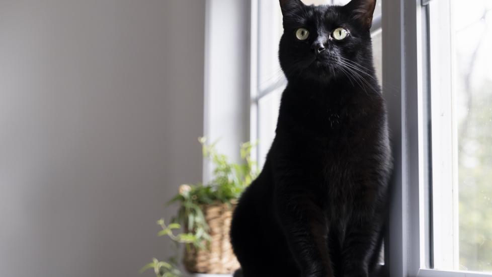 black cat sitting on the windowsill