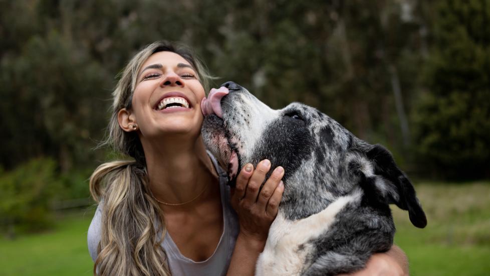 black and white great dane licking a woman's face