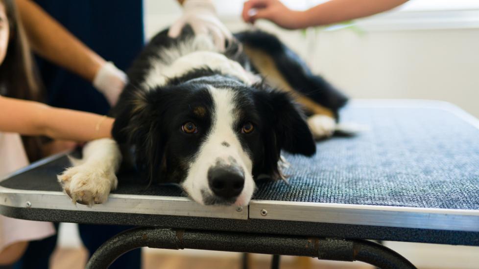 A border collie lays down at the vet.