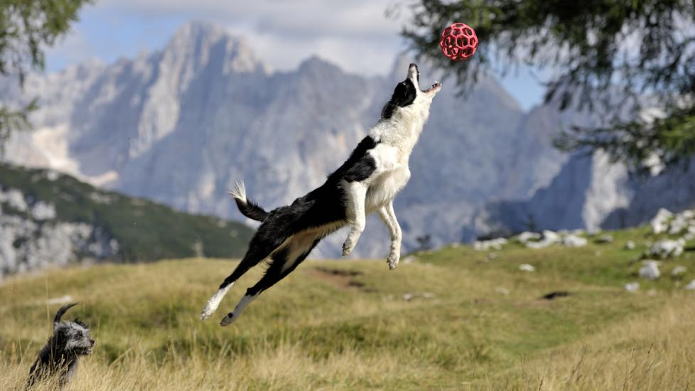 A border collie jumps to catch a ball.