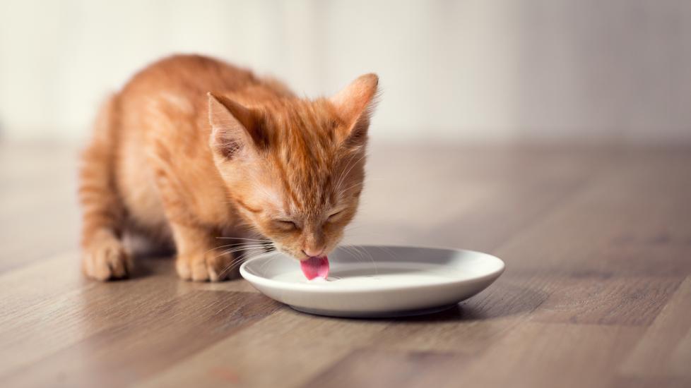 orange kitten drinking milk from a saucer