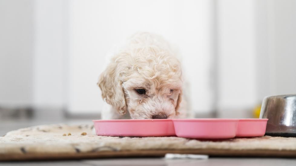 small white dog eating from a pink bowl