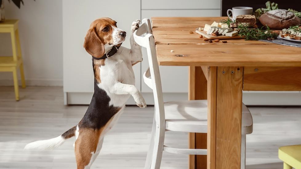 beagle standing up on hind legs looking at the kitchen table