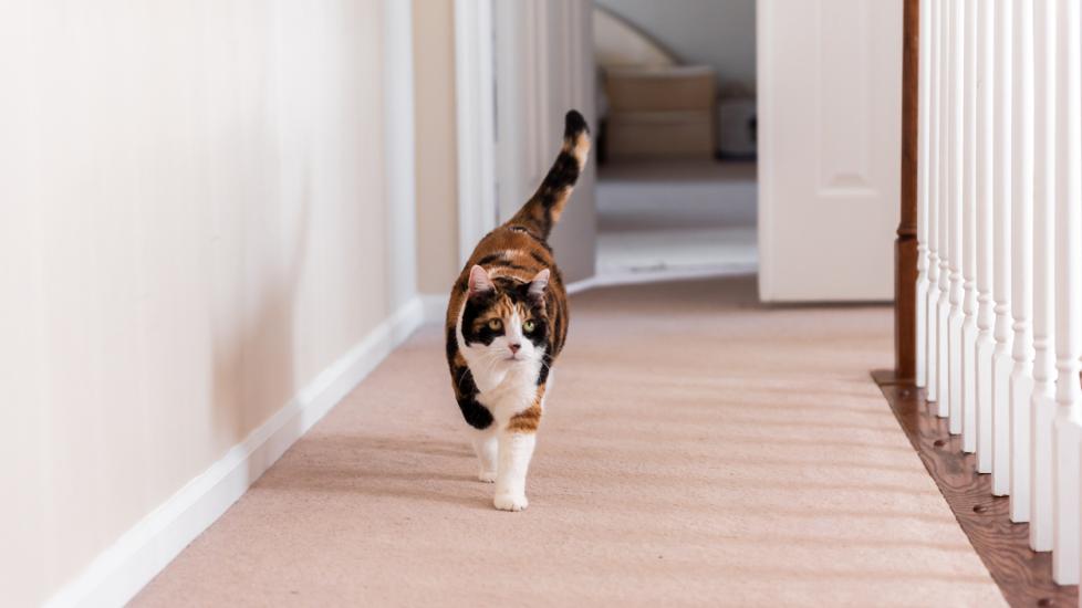 A cat walks down a carpeted hallway.