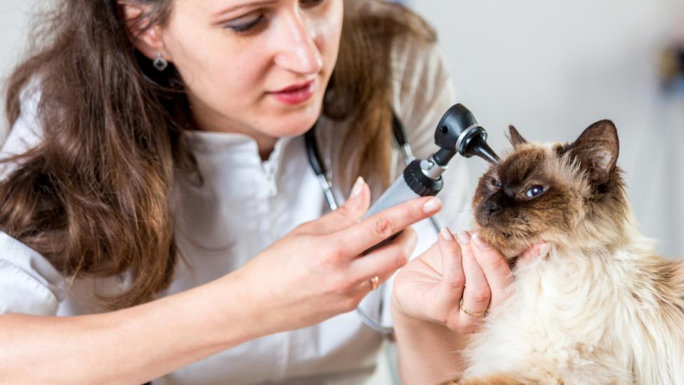 A cat gets examined at the vet.