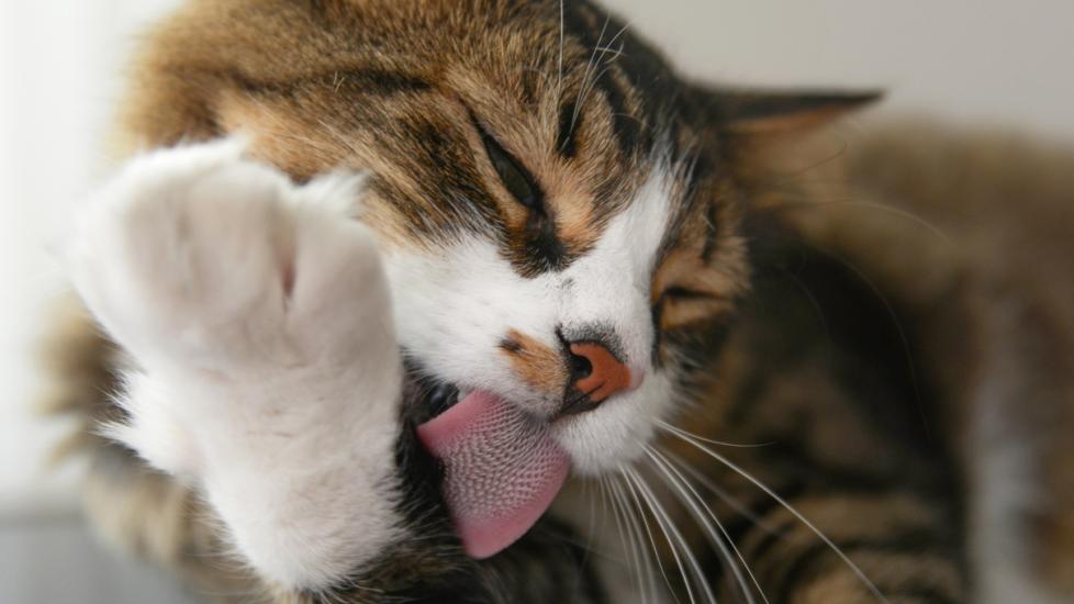 A cat licks their paw.