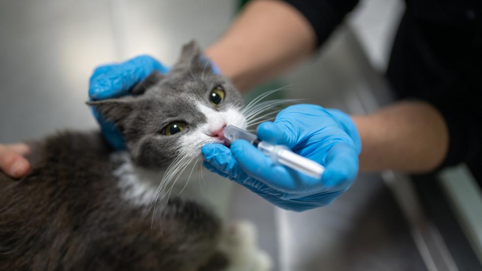 A vet puts a syringe in a cat's nose.