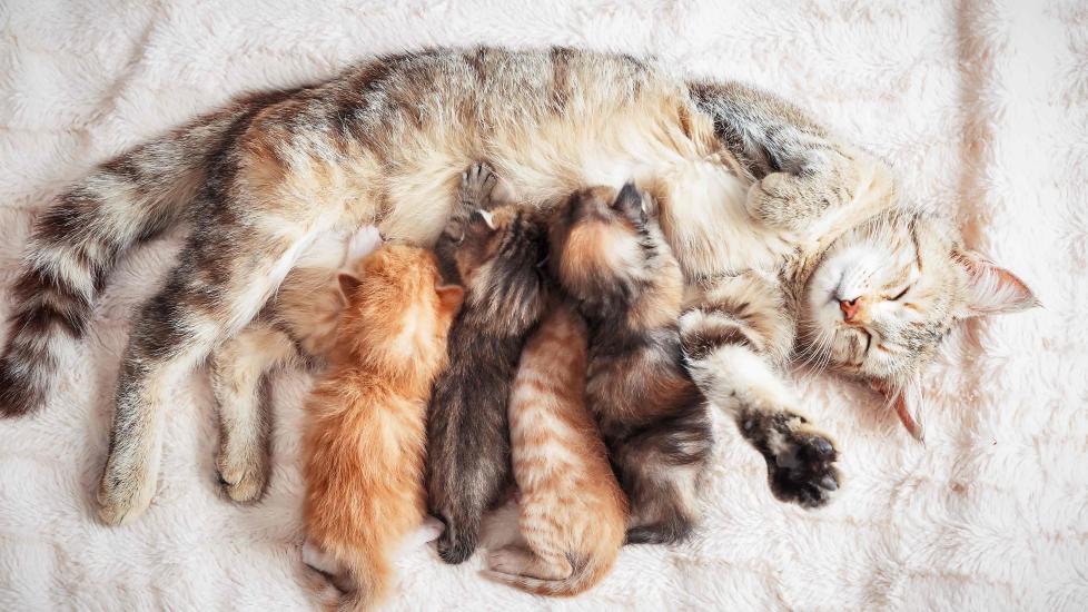 tabby cat nursing four kittens while kneading the air