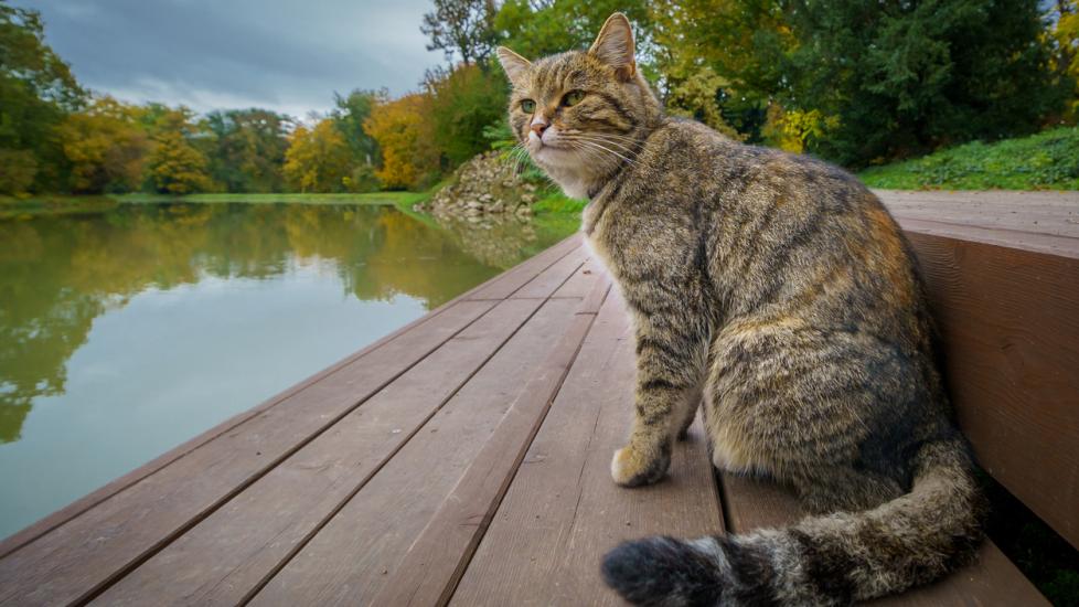 A cat sits on a dock by the water.