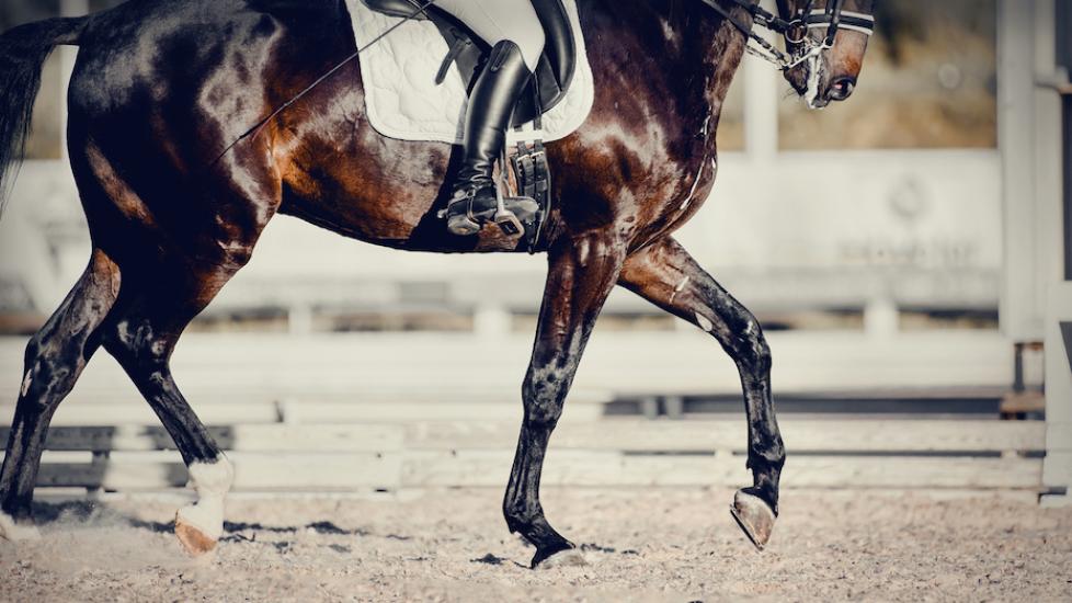 Dressage horse legs