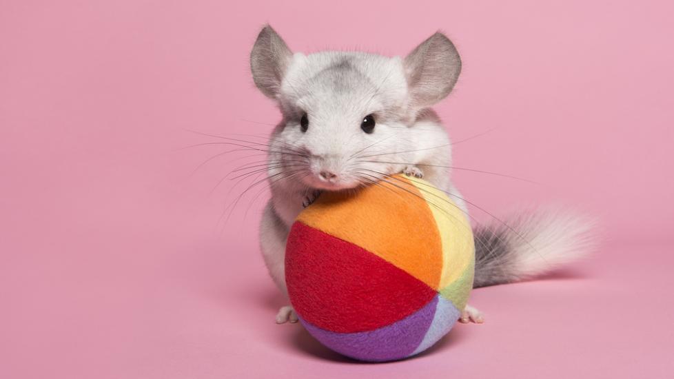 Chinchilla playing with colorful ball, pink background