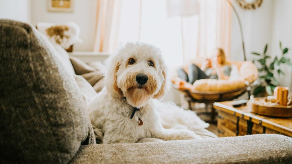 white curly-haired dog sitting on a couch and looking at the camera