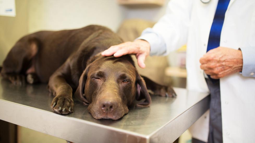 一只狗躺在兽医办公室。