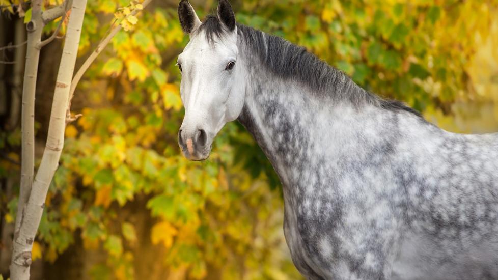 Gray horse