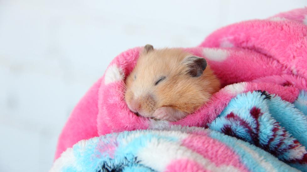 Hamster sleeping in blanket