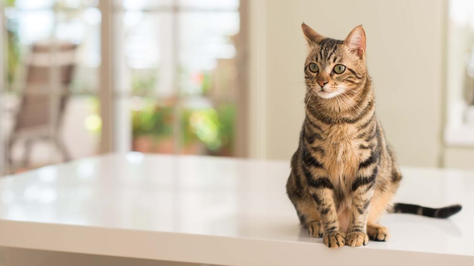 brown tabby cat sitting on the kitchen counter
