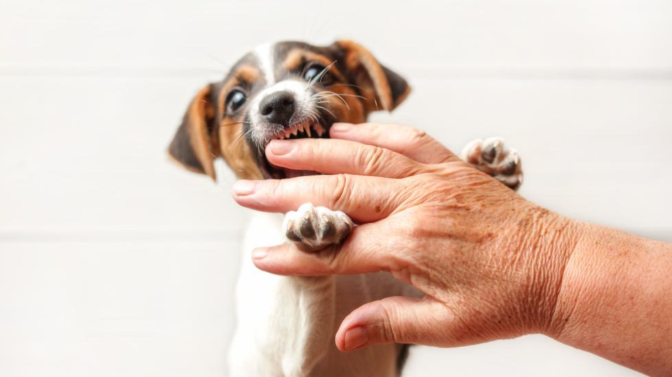 How To Stop a Puppy From Biting