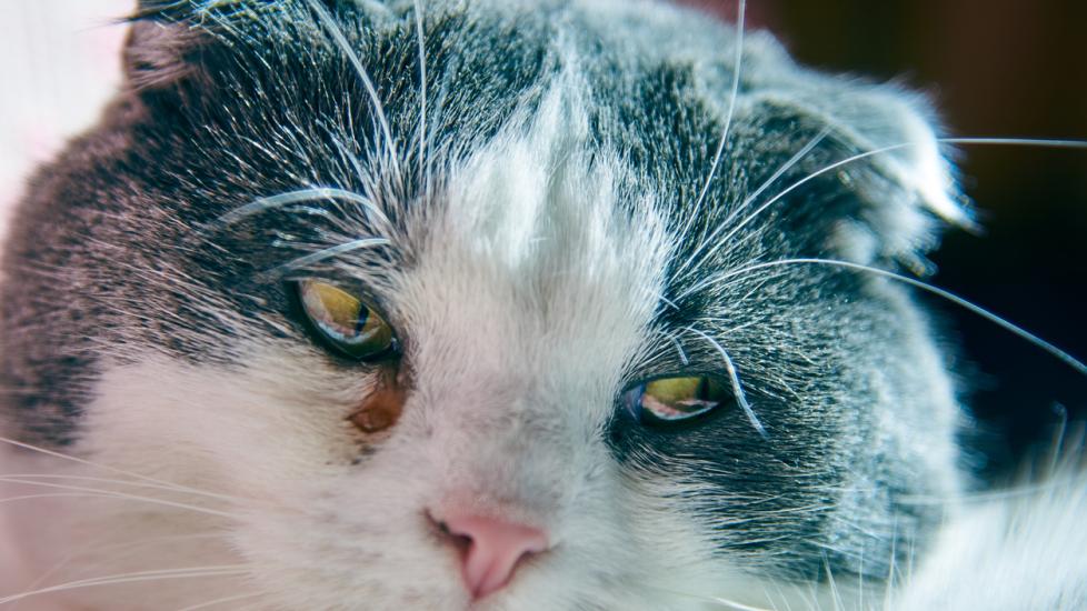 up close of gray and white cat with watery eyes