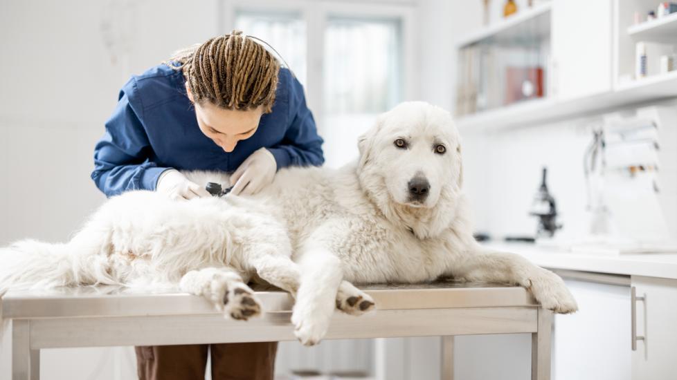 vet looking closely at the skin of a white Pyrenees dog on a vet exam table.