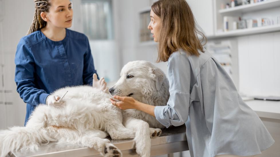vet and vet tech talking over fluffy dog on vet table