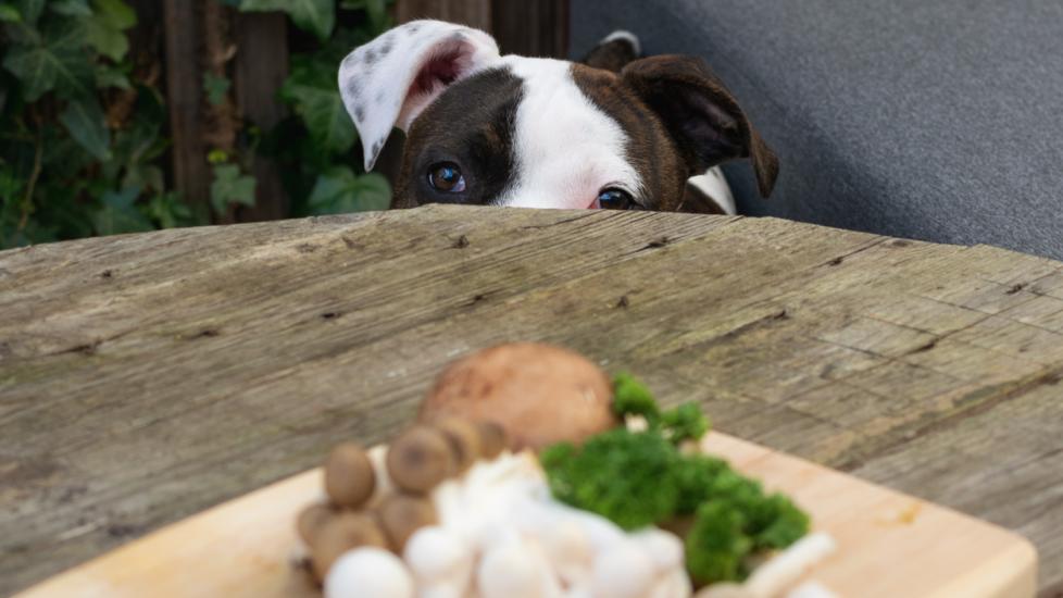dog looking at mushrooms sitting on table.