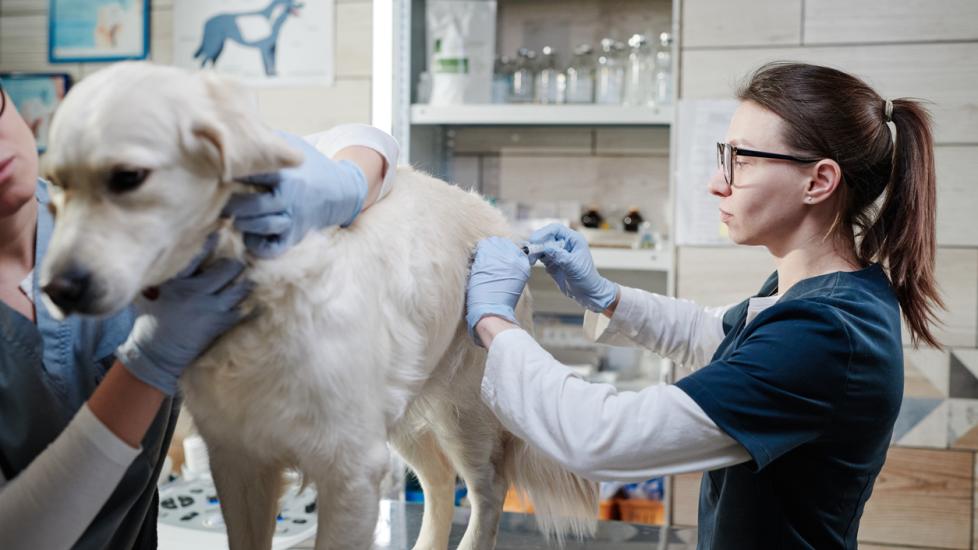 vet injecting medication into great pyrenees dog at vet