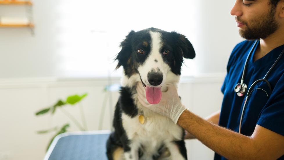 Ondansetron for Dogs and Cats Dog, Cat, Pet Medication PetMD PetMD