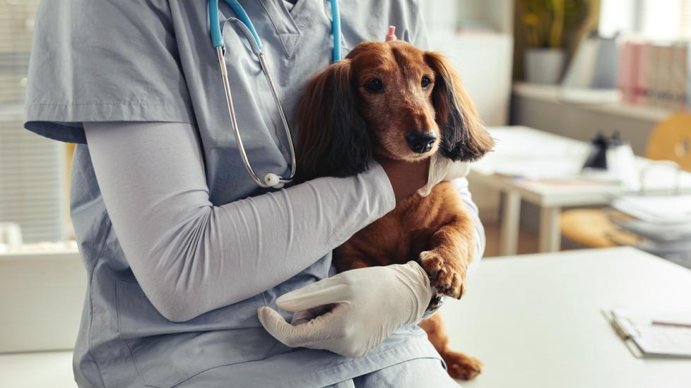 vet in scrubs cuddling brown dog in arms