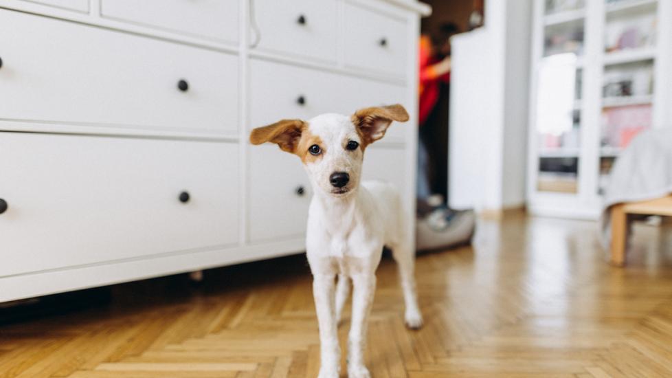 Naproxen Poisoning in Dogs PetMD