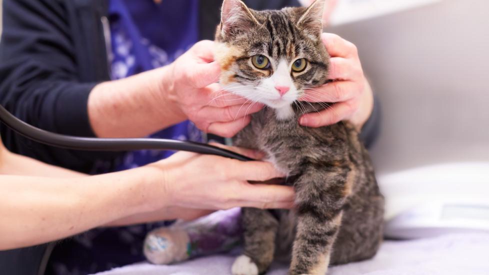vet checking cat's heartbeat on vet exam table