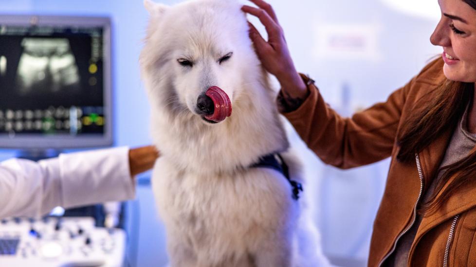 dog getting xray at animal hospital 