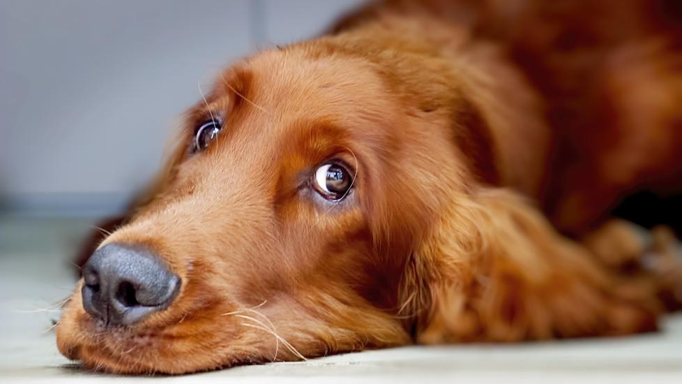 irish setter dog lying on floor and looking to the side